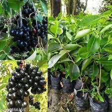 Jamun Black 